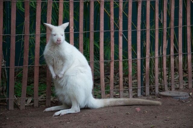 animaux albinos