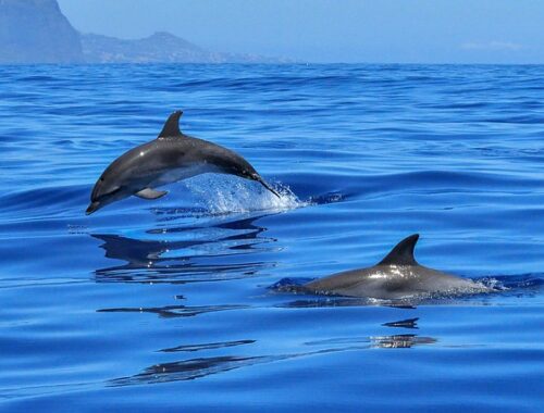 animaux marins en danger