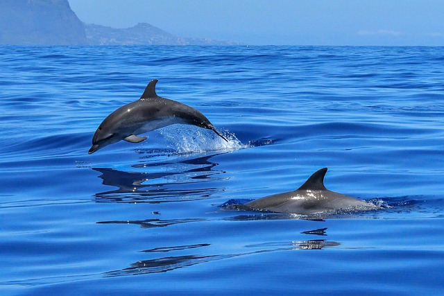 animaux marins en danger