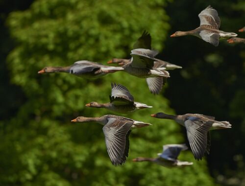 oiseaux rapides