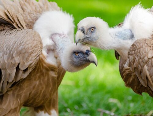 animaux sauvages